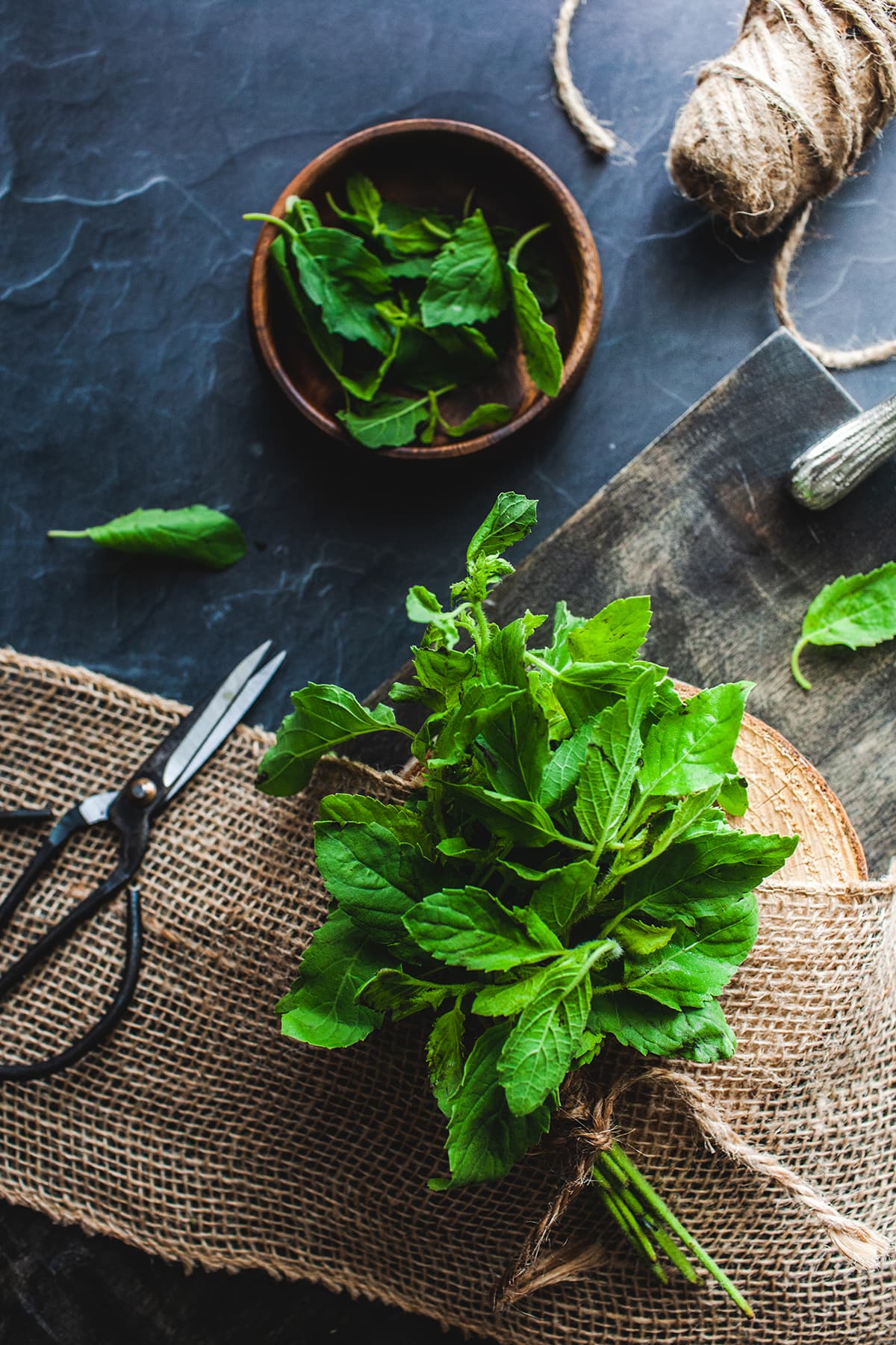 Holy basil in a bunch on a table with scissor next to it.