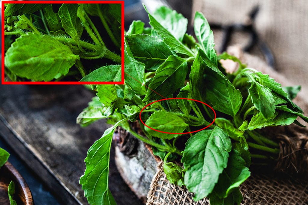 Thai holy basil next to each other. 