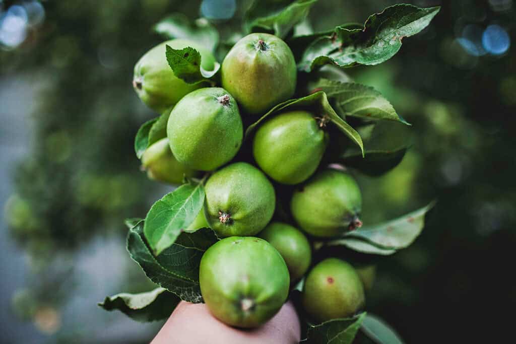 picking young green apples.