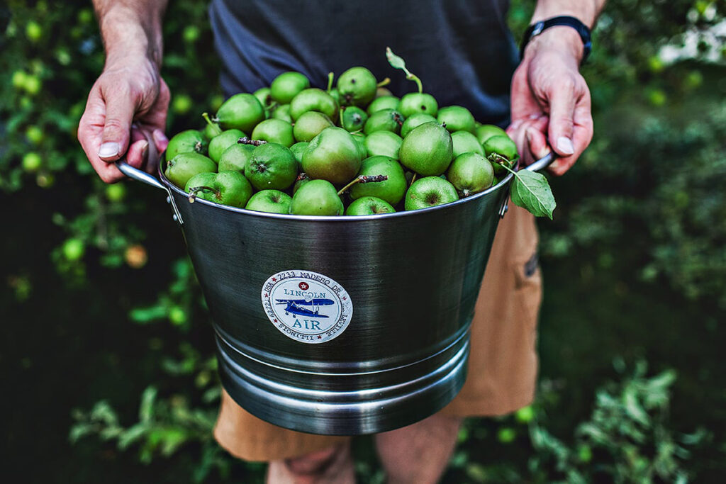 Man holding Tart apples in a bucket. 