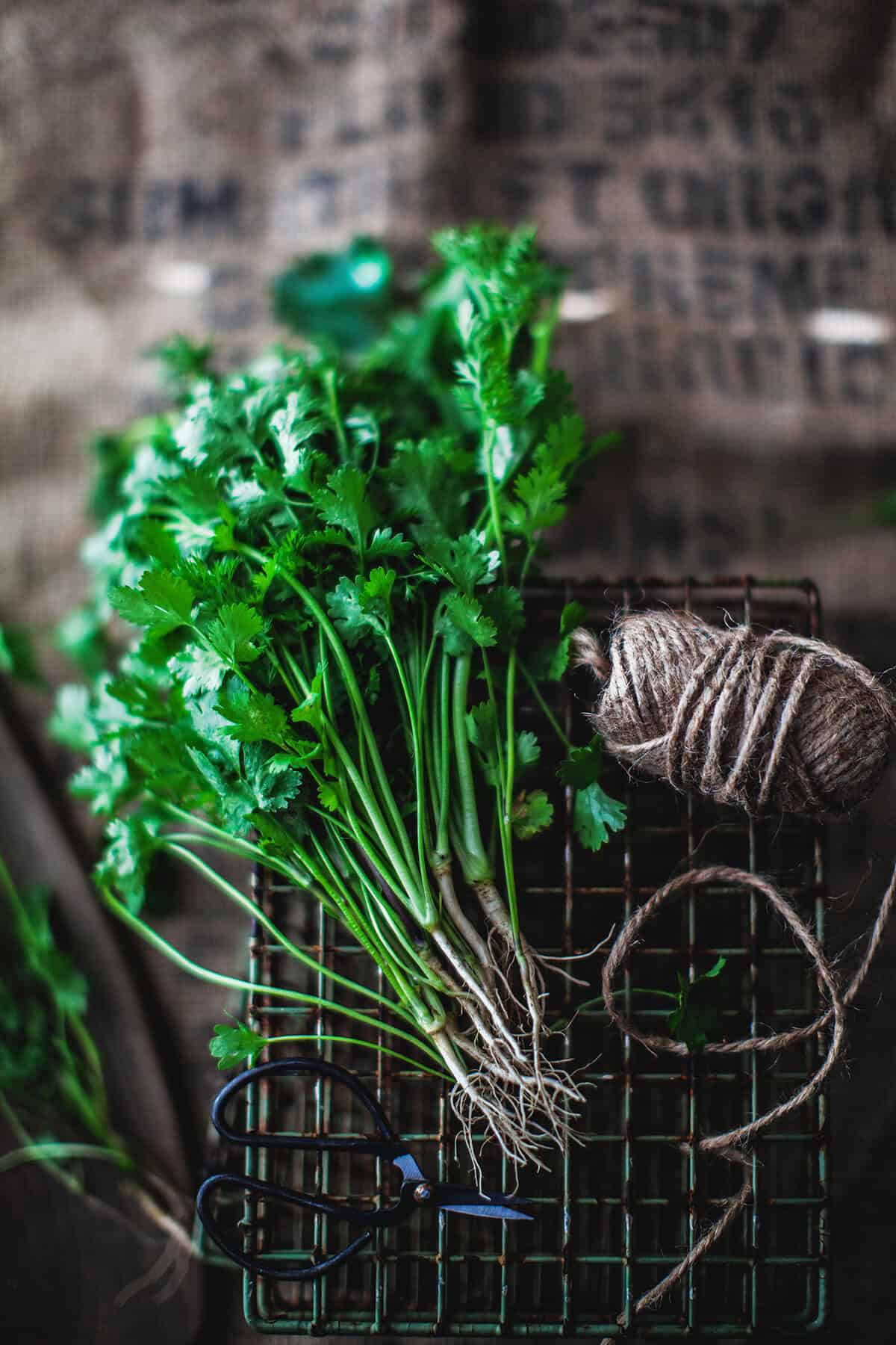 cilantro with roots on the table.