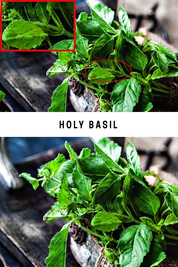 What does holy basil look like