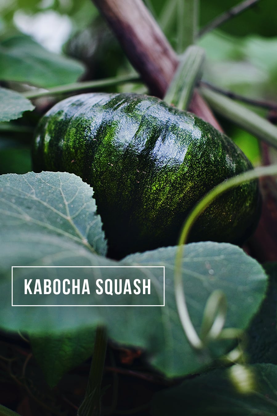 kabocha squash 