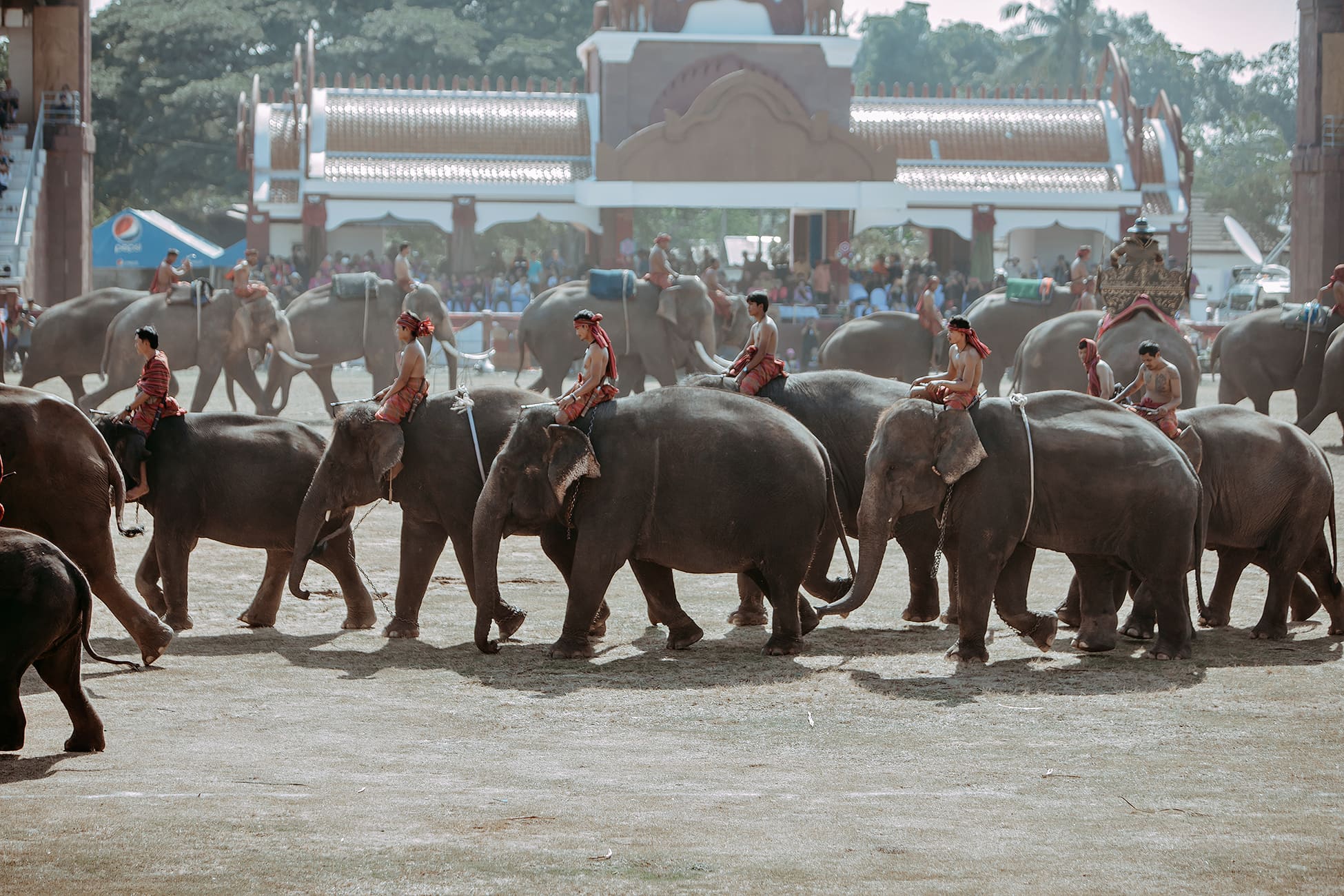 Surin Elephant Round up Festival