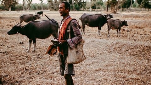 Thailand Rice Farmer