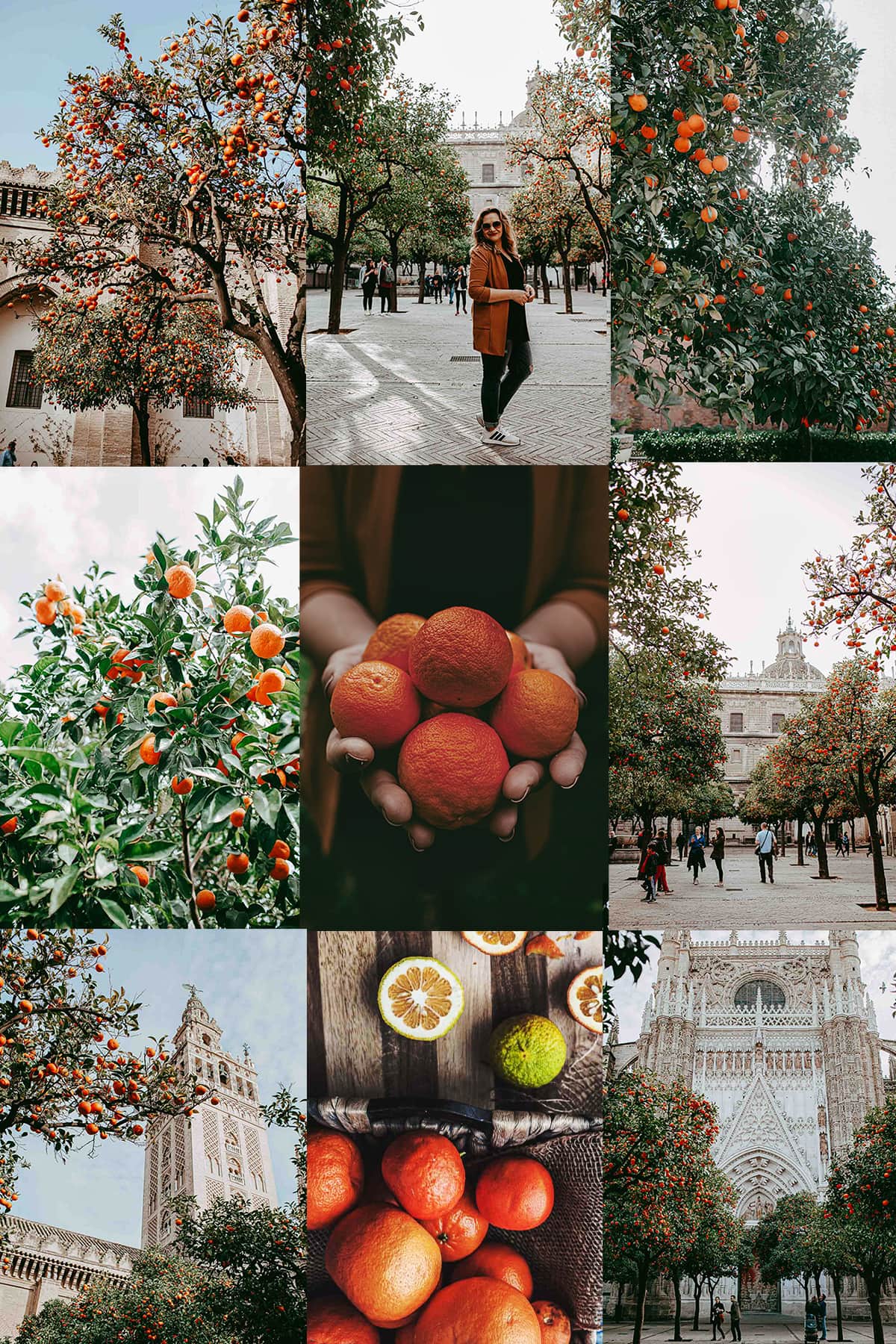 Seville Oranges in Seville, Spain