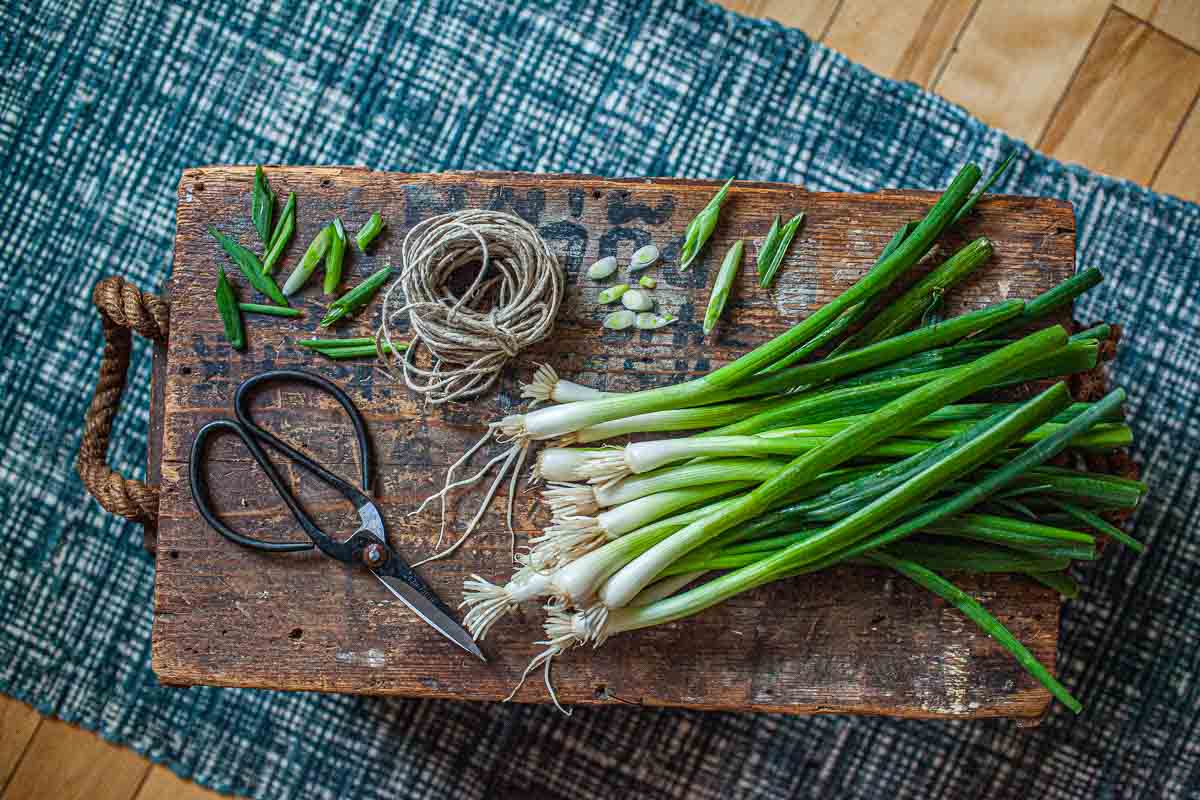 Green onions on a tray with scissors.