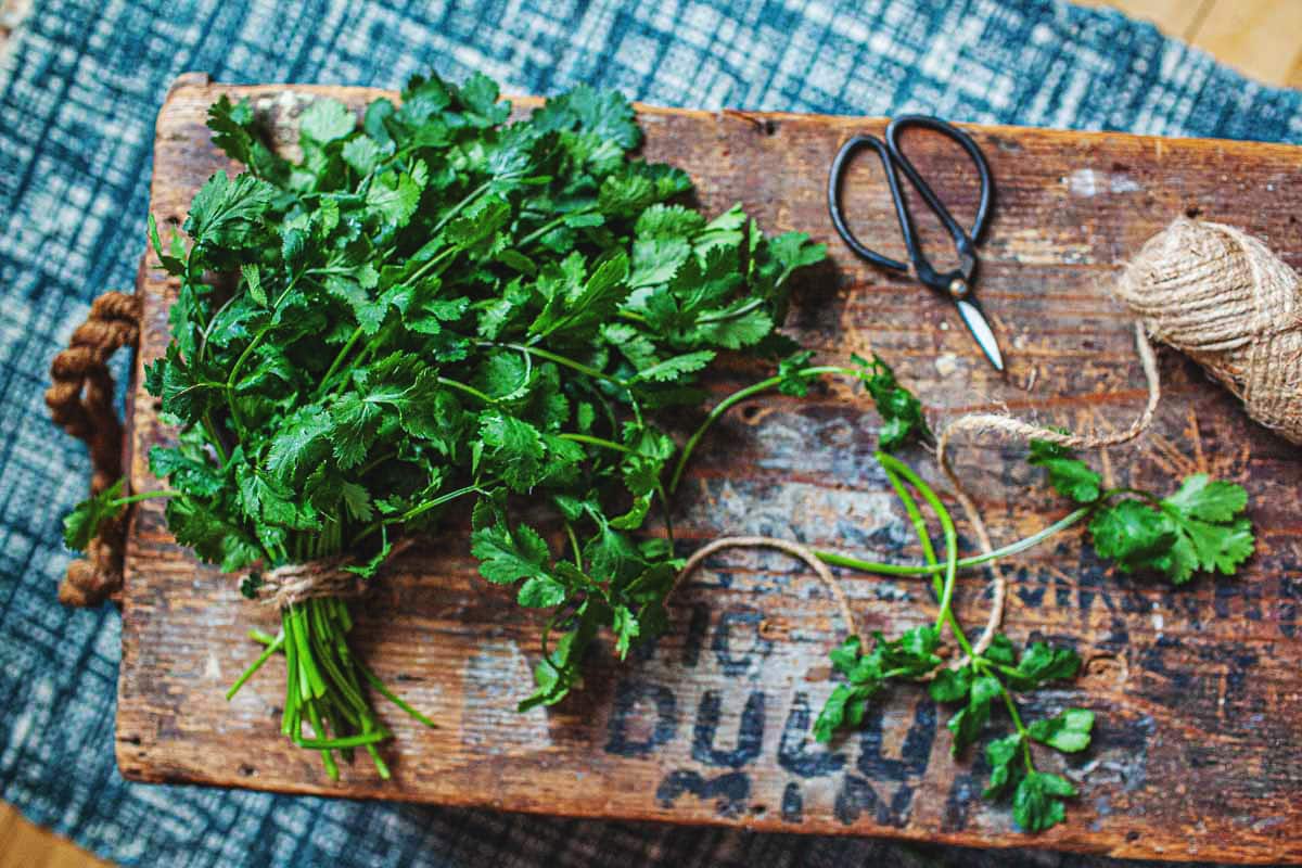 Cilantro collage on a cutting board. 