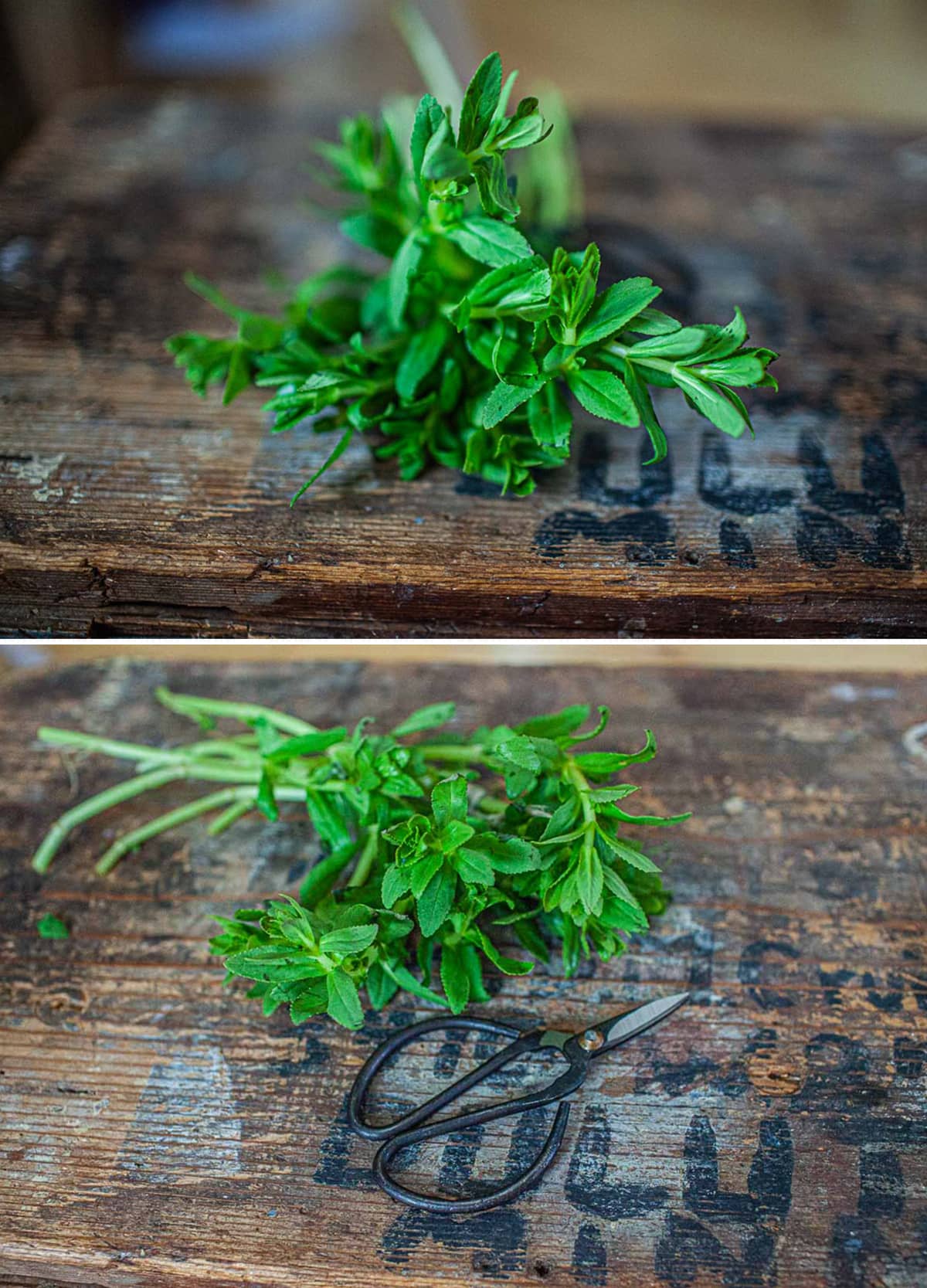 Rice patty herb on a table.