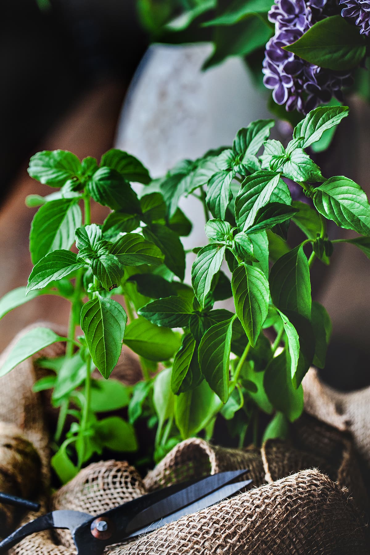 Lemon basil on a table. 