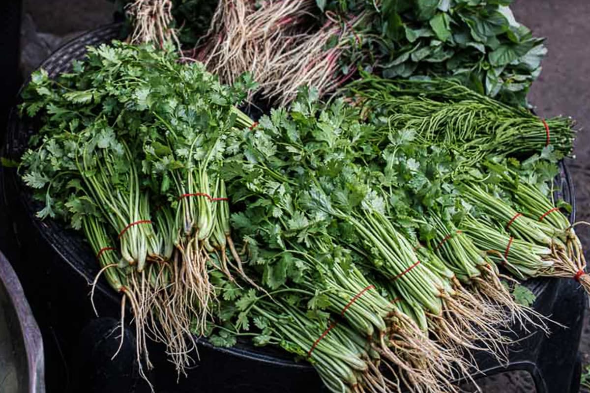 Cilantro roots on a tray on the table. 