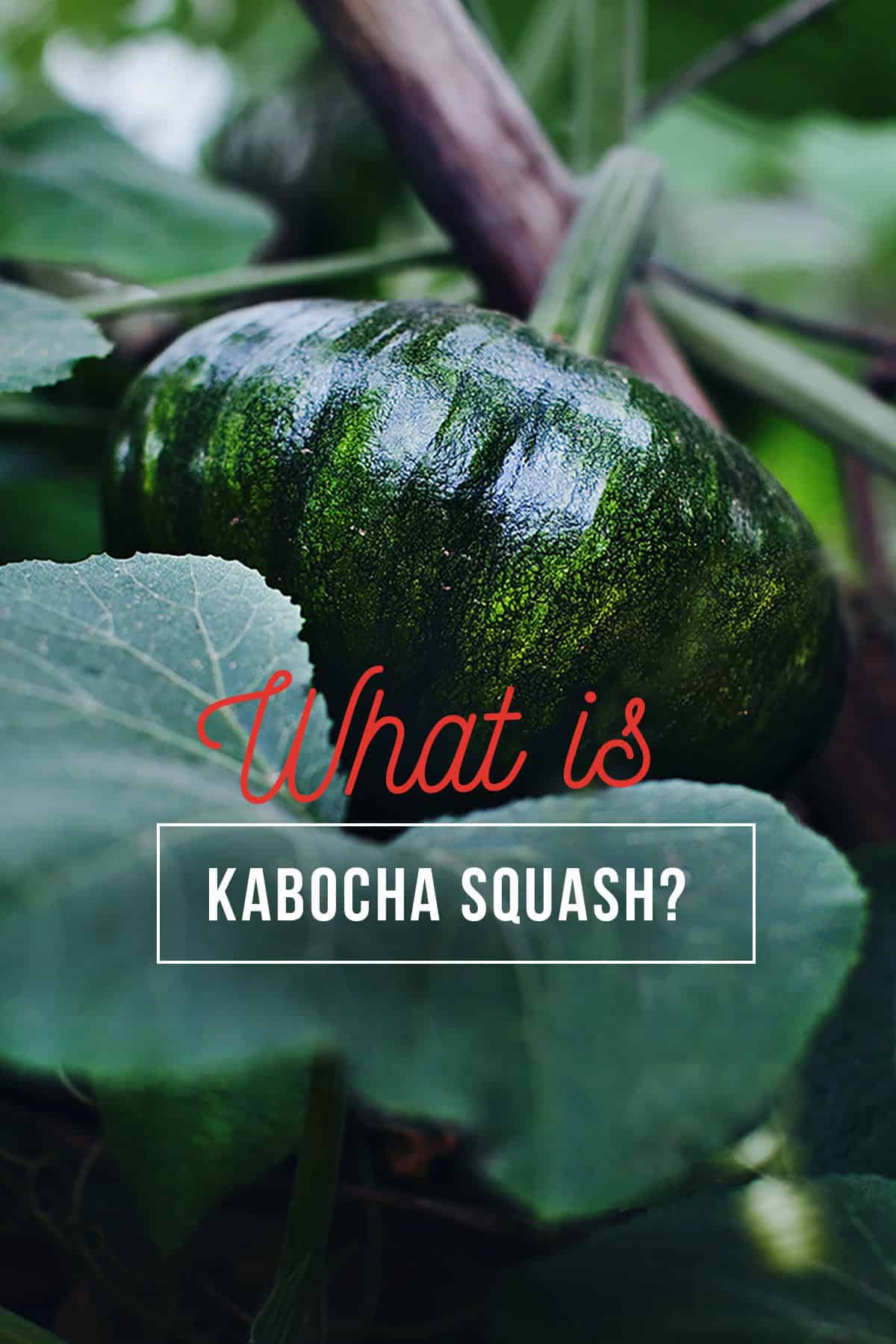 Kabocha squash in a garden.