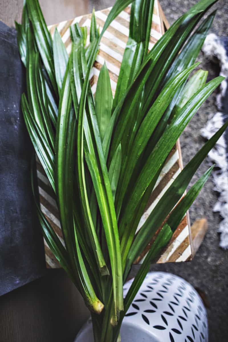 A bunch of Pandan leaves on a bench.