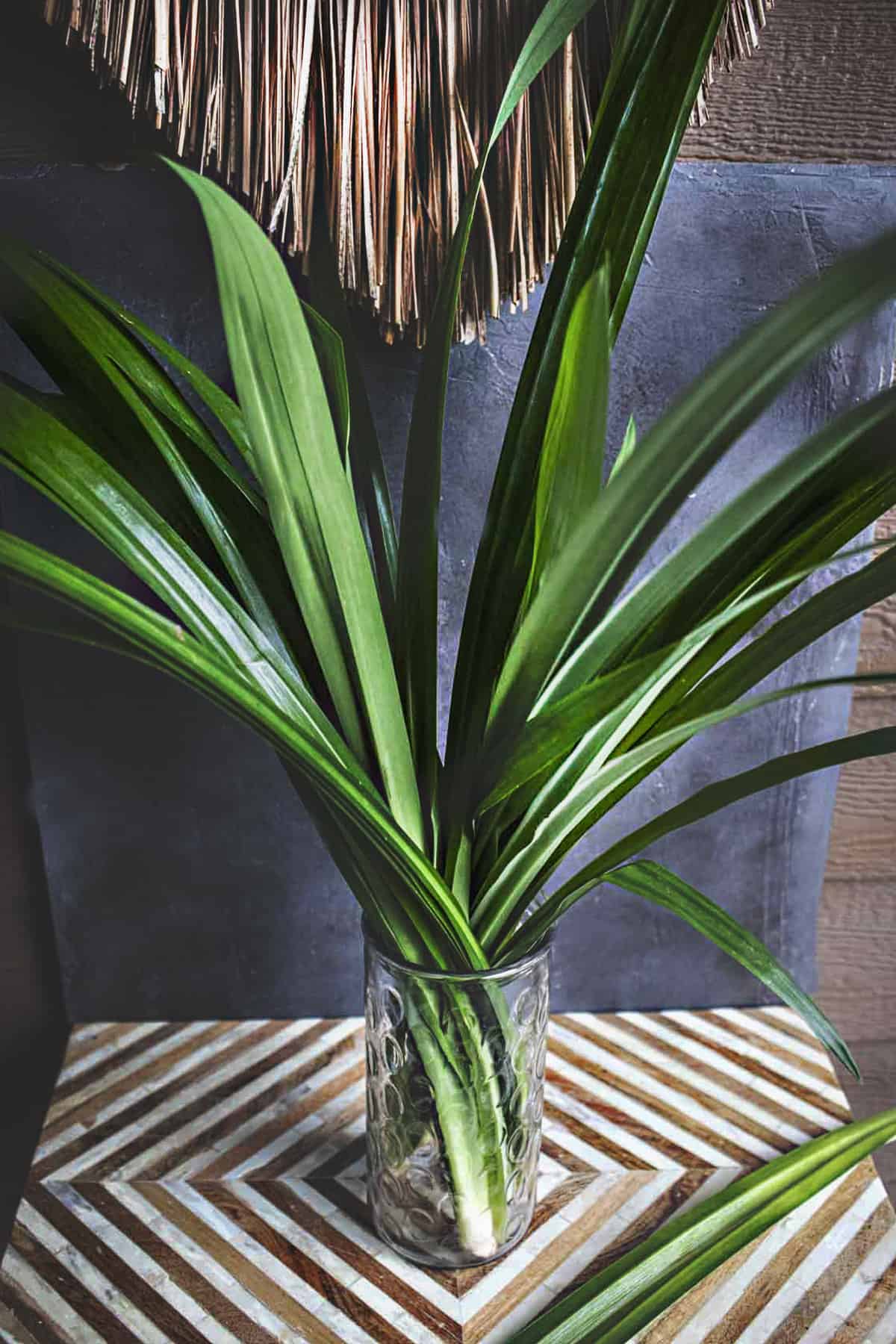 Pandan leaves in a vase on the bench. 