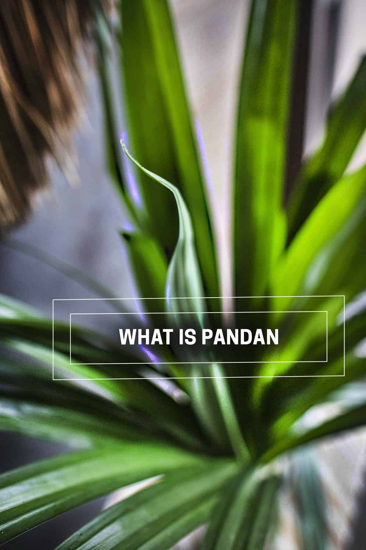 What is Pandan and How to Use It Simply Suwanee