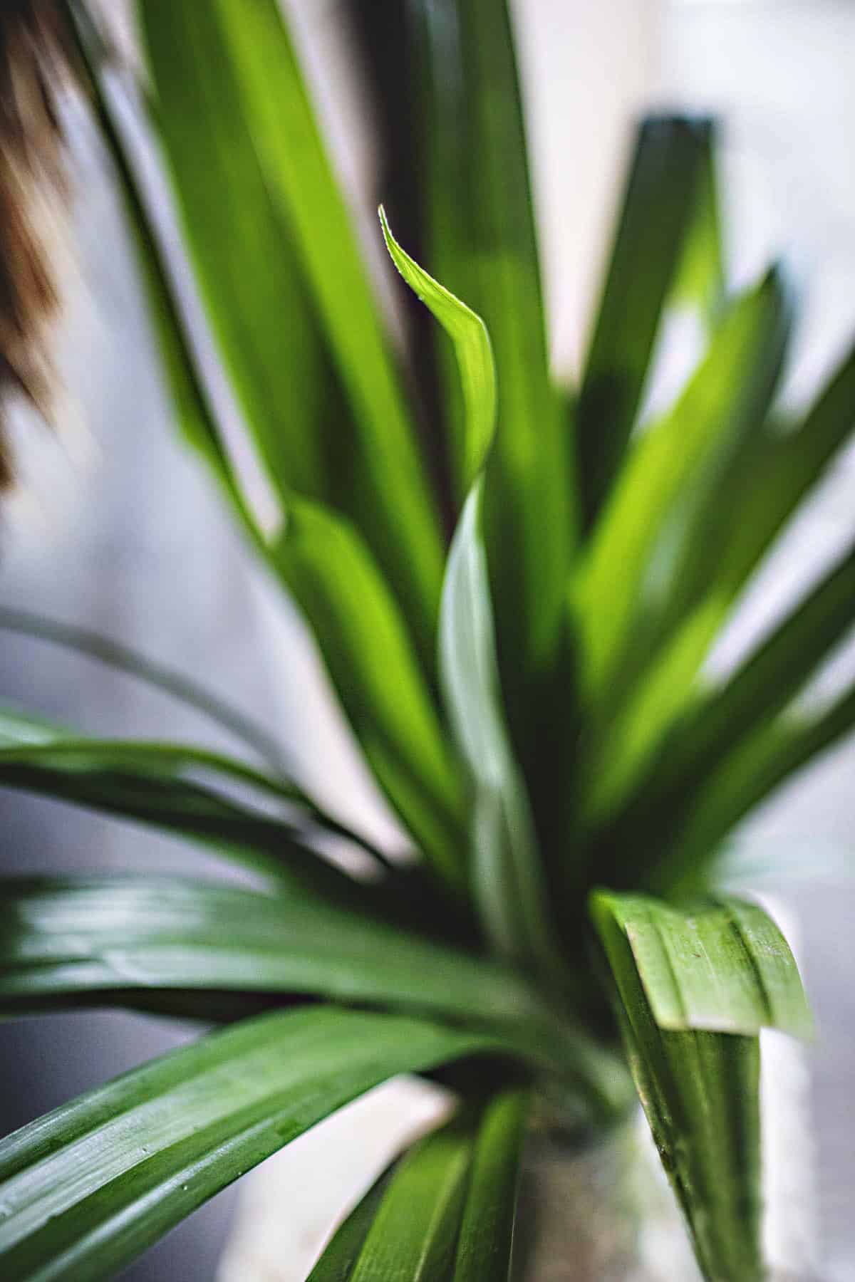 Close up of pandan leaves.