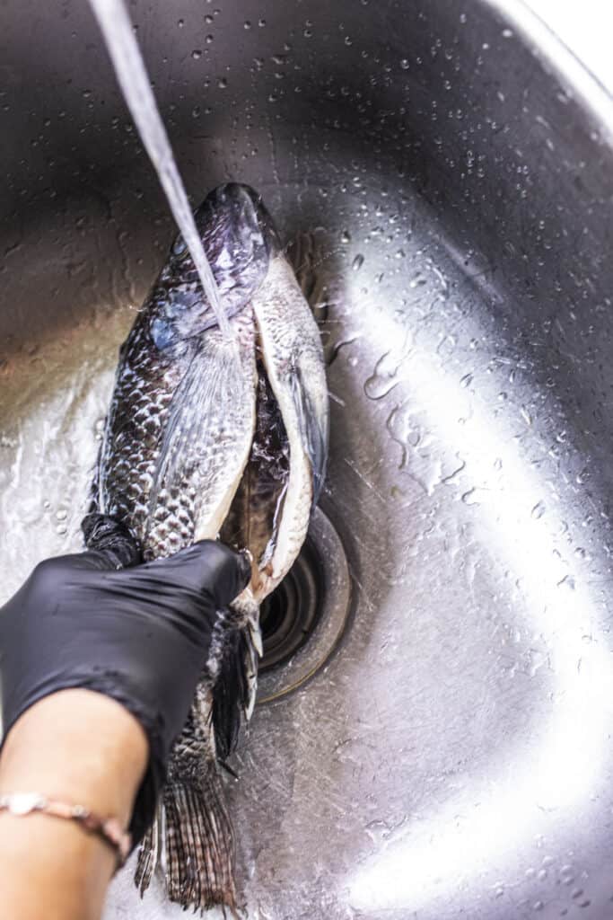 Water rinsing whole fish in a sink.