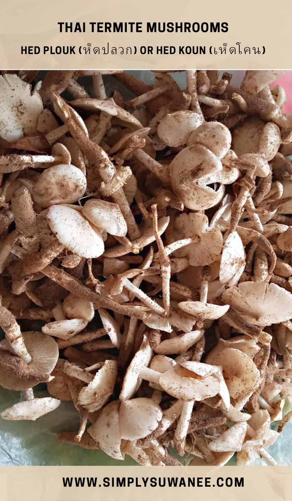 a pile of Termite mushrooms in a bag. 