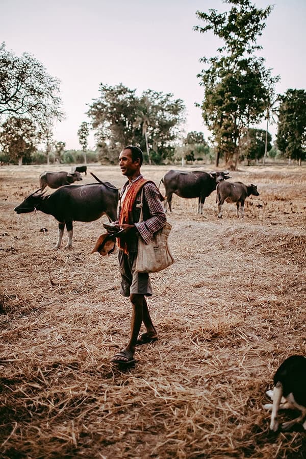 A Thai man walking through rice paddies with water buffaloes in the background.