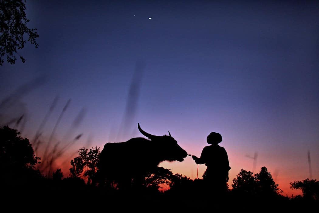 sillhoutte of a man holding a rope over a buffalo in dusk with blue and red sky. 