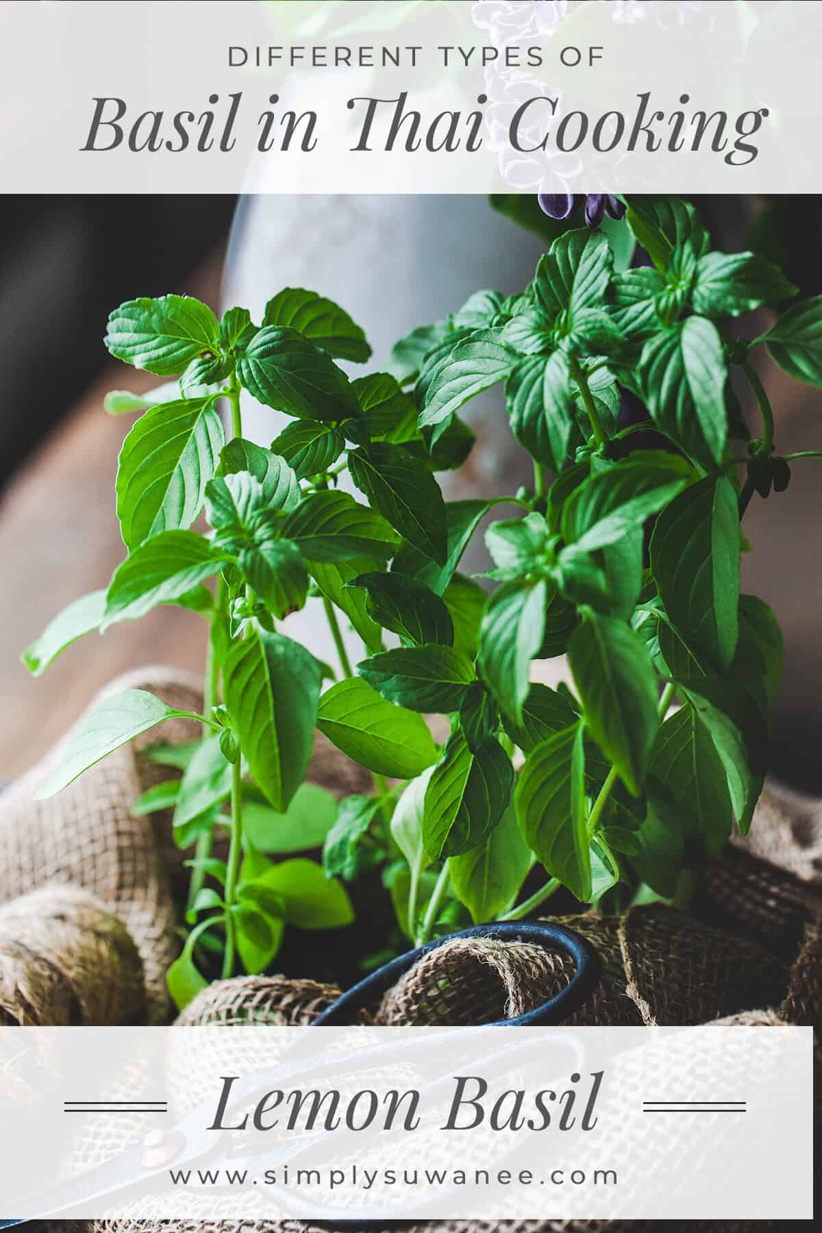 Lemon basil plants with text overlay that reads different types of basil in thai cooking, lemon basil. 